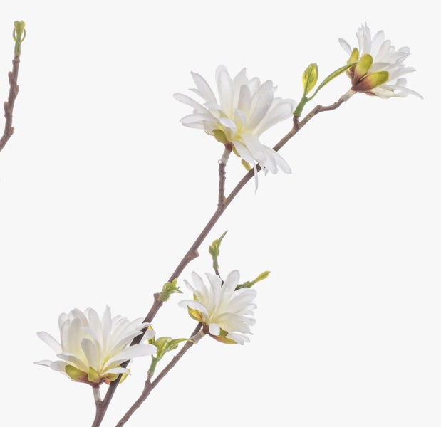 Verzweigter Ast eines jungen Obstbaumes ohne Blätter.