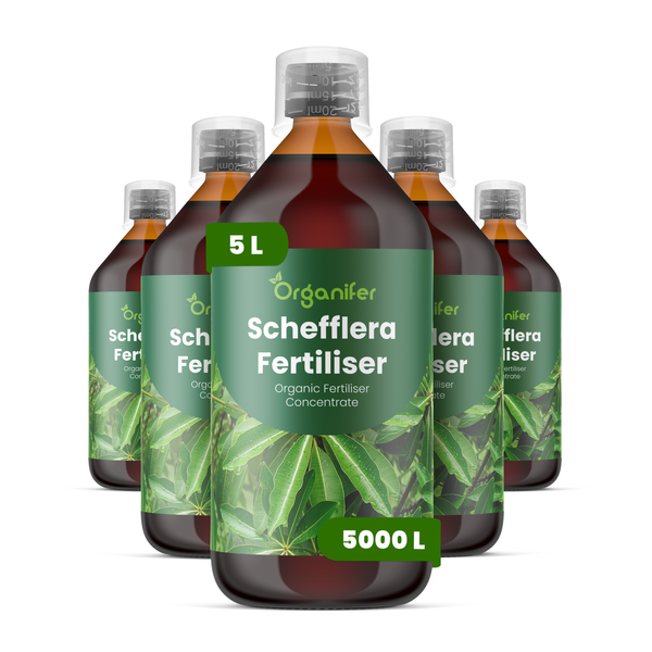 Fünf Flaschen Organifer Schefflera Dünger Konzentrat, organischer Flüssigdünger für 5000 Liter Gießwasser.