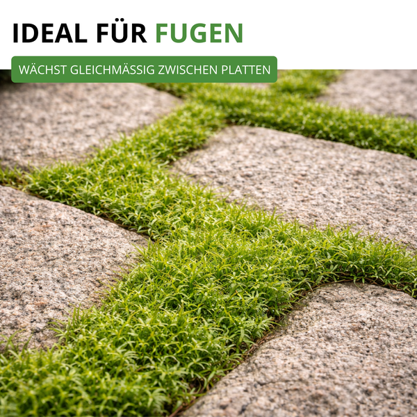 Grünes Gras wächst gleichmäßig in den Fugen zwischen grauen Steinplatten. Ideal für die natürliche Begrünung von Gehwegen und Terrassen.