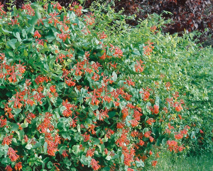 Lonicera brownii 'Dropmore Scarlet', Geißblatt, scharlachrot, 100–150 cm