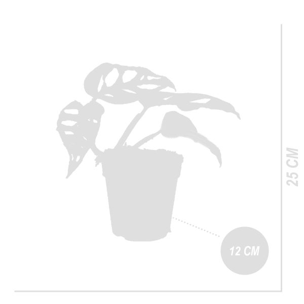Bloomique - Monstera adansonii Variegata - Monkey Leaf - Fensterblatt - Luftreinigende Zimmerpflanzen - Monstera Pflanze - Hängepflanze echt - Kletterpflanzen Zimmer - Höhe 20-25 cm - Topf 12 cm