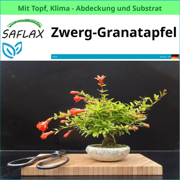 Zwerg-Granatapfel im Topf mit Gartenschere auf Holzbrett