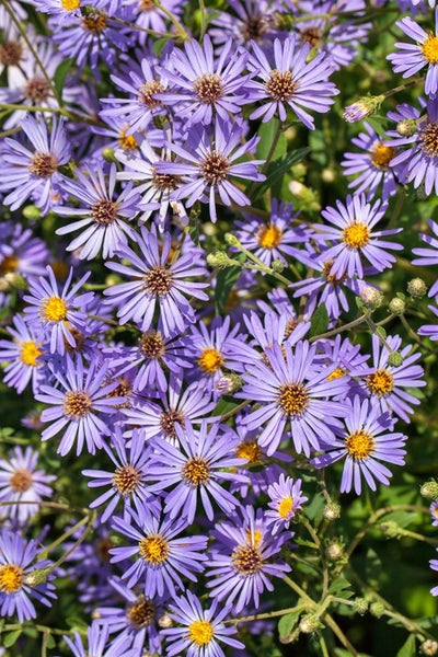 Aster x herveyi 'Twilight', Herbstaster, violett, ca. 11x11 cm Topf