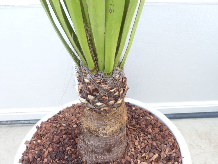 Yucca Faxoniana, 140 cm, Stamm 30 cm, Faxon Yucca, Palmilla, winterhart -20C