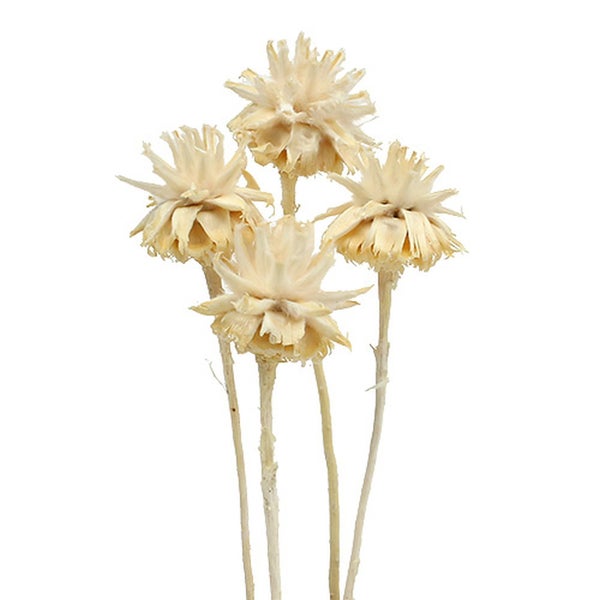 Bündel getrockneter Blumen