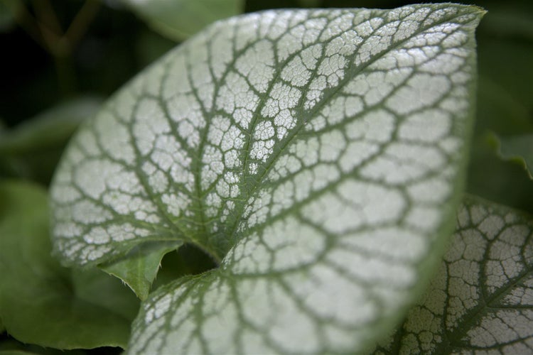Brunnera macrophylla 'Jack Frost', Kaukasusvergissmeinnicht, ca. 11x11 cm Topf