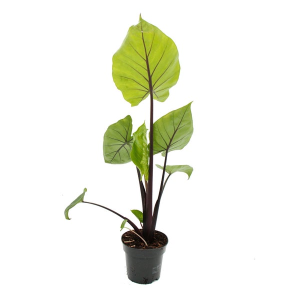 Alocasia Black Cobra - Schwarze Kobra - Elefantenohr - Pfeilblatt - 14cm Topf