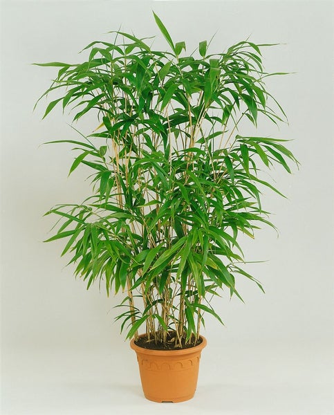 Pseudosasa japonica, Japanischer Pfeilbambus, 150–175 cm