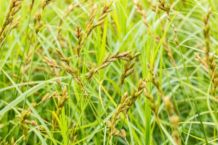 Carex sylvatica, Wald-Segge, ca. 9x9 cm Topf