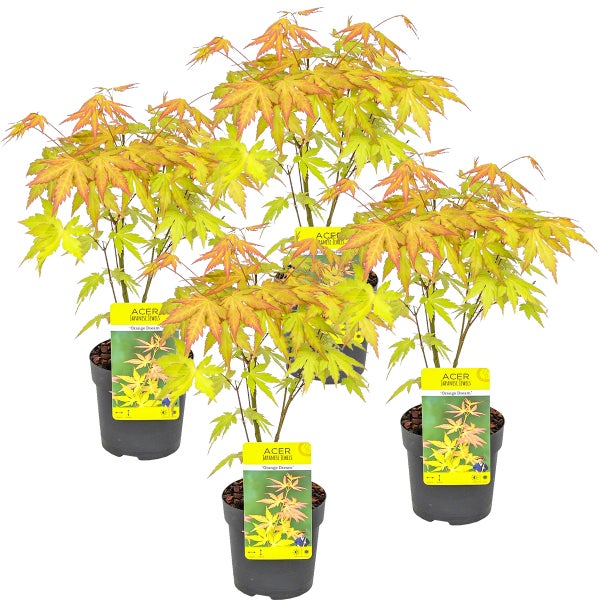 Bloomique - Acer palmatum Orange - 4 Stücke - Winterharte Pflanzen - Japanischer Ahorn - Baum - Gartenpflanzen Winterhart - ⌀ 10,5 cm - ↕ 30 cm