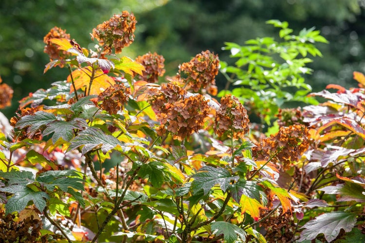 Hydrangea quercifolia 'Ruby Slippers', Eichenblatthortensie, 40–60 cm