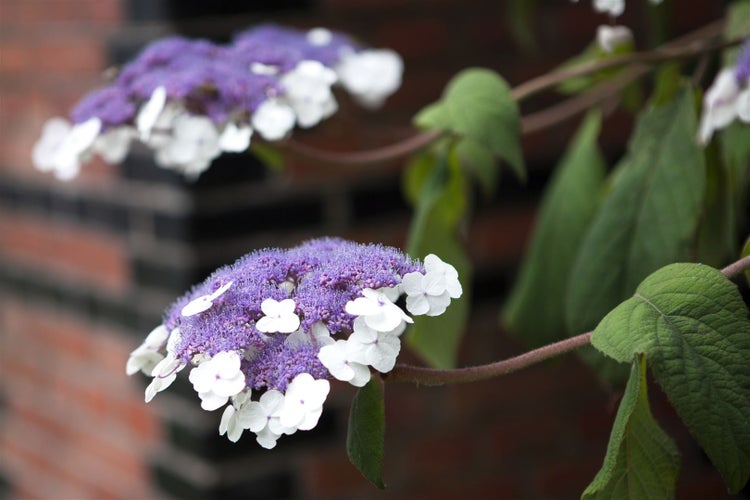 Hydrangea aspera 'Macrophylla', Samthortensie, 40–60 cm, große Blätter