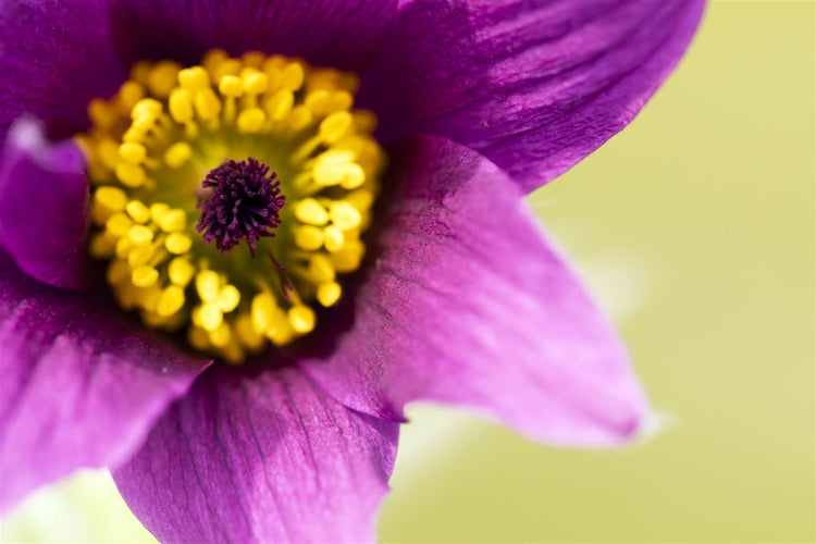 Pulsatilla vulgaris, Küchenschelle, violett, ca. 9x9 cm Topf