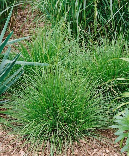 Deschampsia cespitosa 'Tauträger', Schmiele, ca. 9x9 cm Topf