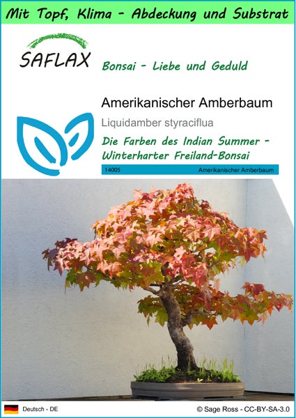 SAFLAX Garden to go - Amerikanischer Amberbaum - Liquidamber styraciflua - 100 Samen - Mit Topf, Klima - Deckel und Anzuchtsubstrat