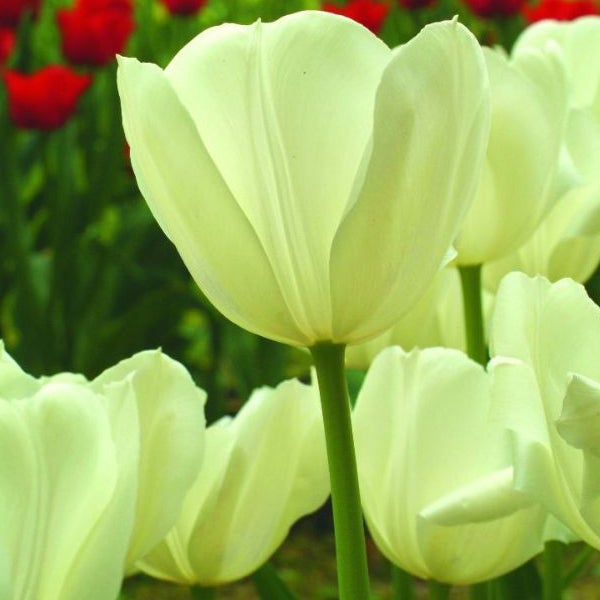 Nahaufnahme von weissen Tulpenblüten