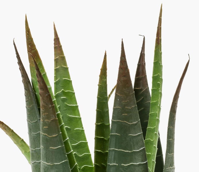 Künstliche Sansevieria Pflanze, Detailaufnahme der Blätter mit gewellter Oberflächenstruktur.