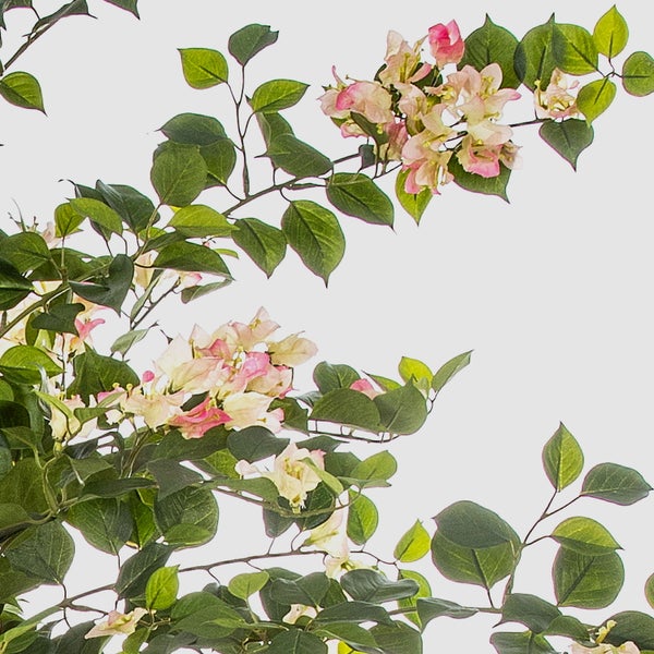 Künstliche Bougainvillea mit grünen Blättern und rosa-weißen Blüten.