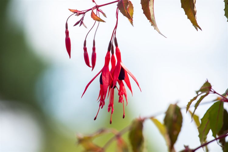 Fuchsia magellanica 'Riccartonii', winterhart, rot-violett, 30–40 cm