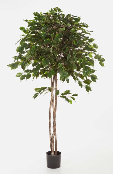 Künstlicher Ficus Benjamini mit buschigem grünem Blattwerk und zwei verschlungenen Stämmen in einem schwarzen Kunststofftopf.