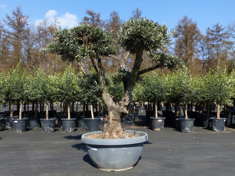 Olivenbaum im Formschnitt mit markantem Stamm in einem großen grauen Pflanzkübel, Baumschule.