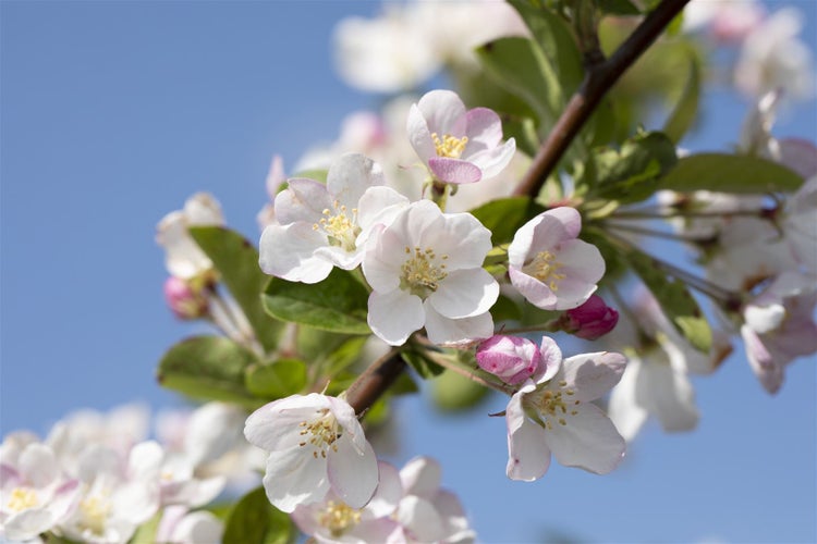 Nahaufnahme eines blühenden Apfelbaumzweigs vor blauem Himmel