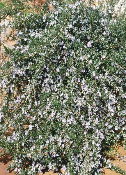 Rosmarinus officinalis 'Arp', Rosmarin, winterhart, ca. 9x9 cm Topf