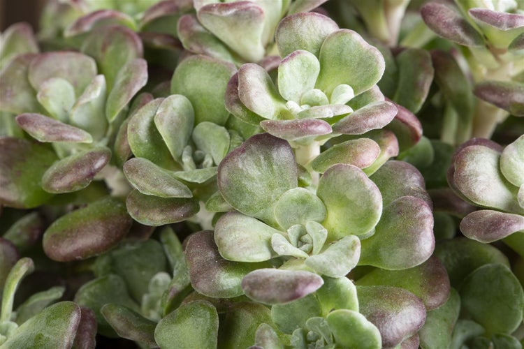 Sedum cauticola, Fetthenne, rosa Blüten, ca. 9x9 cm Topf