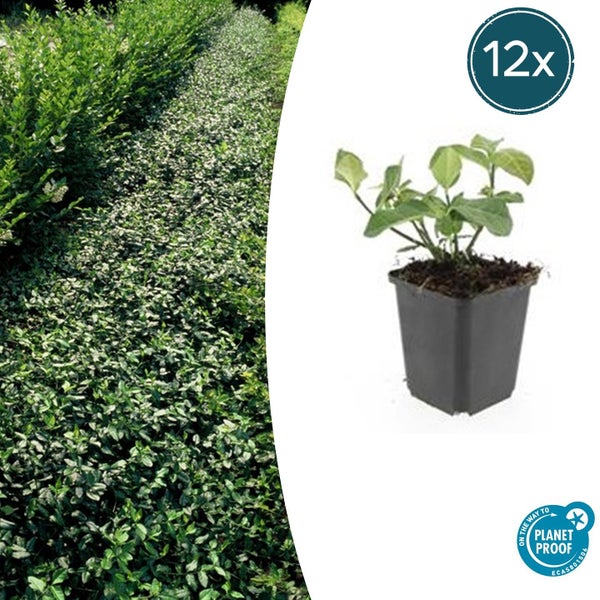 12er-Pack Liguster Heckenpflanzen im Topf, Planet Proof zertifiziert, für eine dichte grüne Hecke.