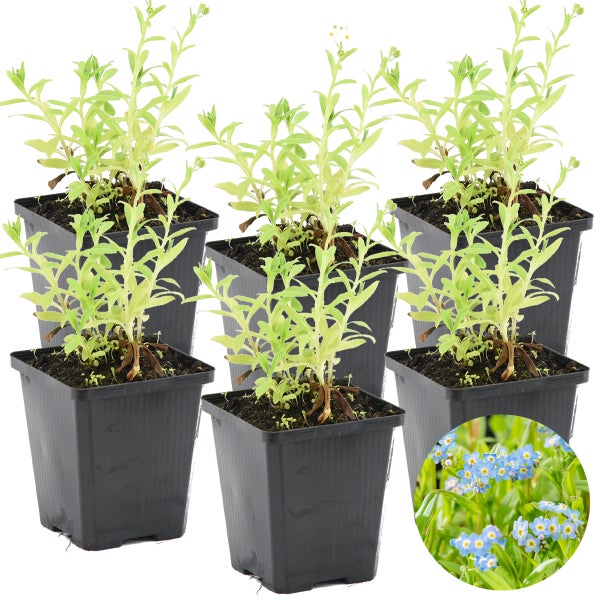 6x Myosotis Palustris – Sumpf-Vergissmeinnicht – Winterhart – Zone 1/2 – ⌀09cm - ↕15-25 cm