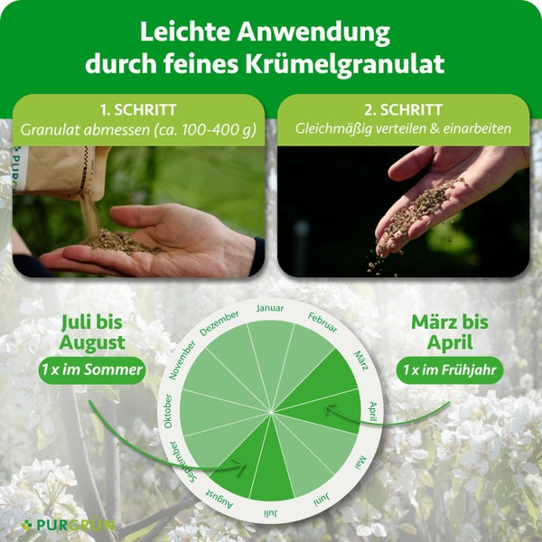 Anwendung von Granulat: Abmessen (circa 100 bis 400 Gramm) und verteilen. Kalender zeigt Düngung im März bis April und Juli bis August. Purgrün Logo.