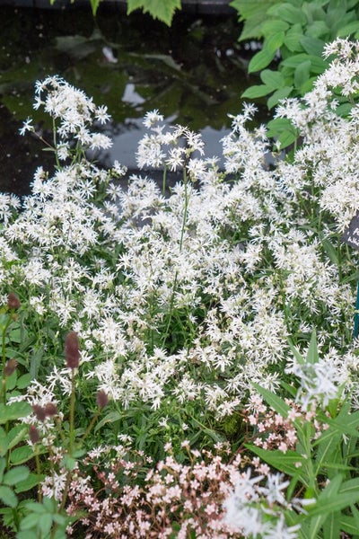 Lychnis flos-cuculi 'White Robin', Kuckuckslichtnelke, weiß, ca. 9x9 cm Topf