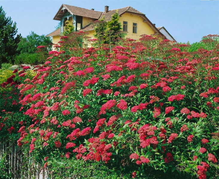 Spiraea japonica 'Anthony Waterer', Rote Sommerspiere, 15–20 cm