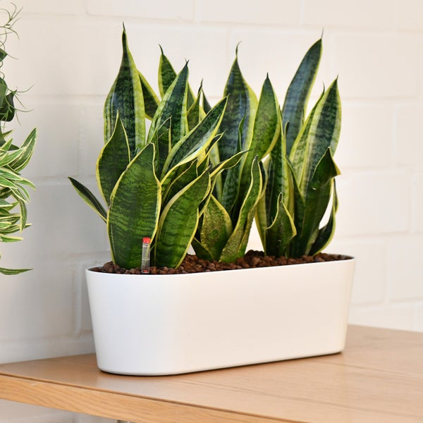 Büropflanzen Hydro Set Sideboard Sansevieria | 3er Hydrokultur Set mit Pflanzgefäß in weiß mit Gießhilfe| pflegeleichte Zimmerpflanzen