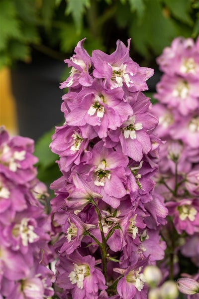Delphinium Pacific 'Astolat', Rittersporn, rosa-lila, ca. 9x9 cm Topf