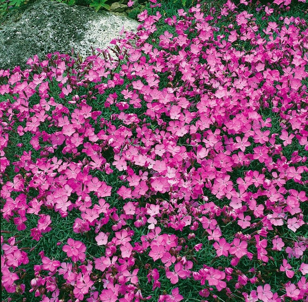 Dianthus gratianop. 'La Bourboule', Nelke, rosa, ca. 9x9 cm Topf