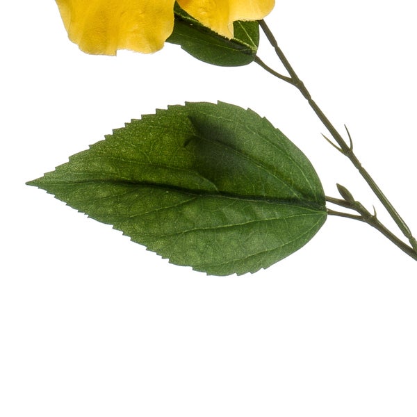 Nahaufnahme der grün und hellgelb gemusterten Blätter einer Dieffenbachia.