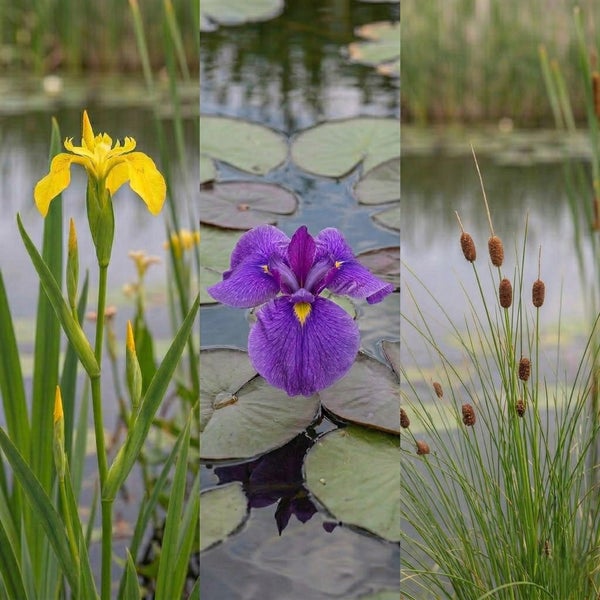 Gelbe Schwertlilie, violette Schwertlilie und Rohrkolben in einem Teich.