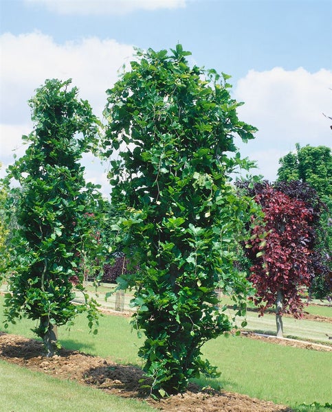 Fagus sylvatica 'Dawyck', Rotbuche, säulenförmig, 125–150 cm