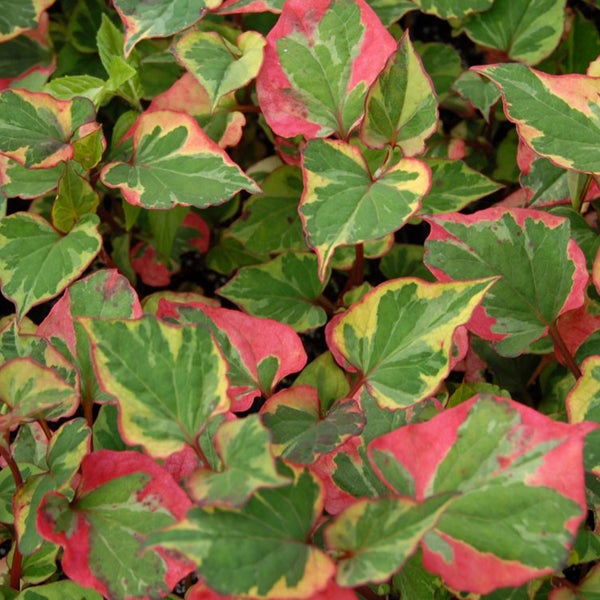 Bunter Ziersalbei mit herzförmigen Blättern für den Garten