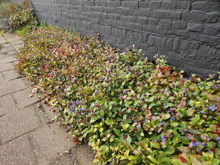 Bleiwurz Ceratostigma plumbaginoides Bodendecker mit blauen Blüten, 60 Stück, nachhaltig produziert