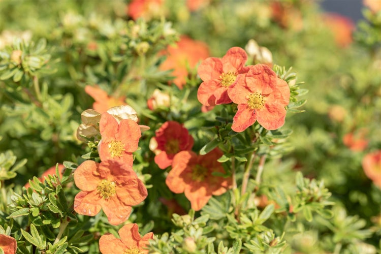 Potentilla 'rot', Fingerstrauch, ca. 9x9 cm Topf