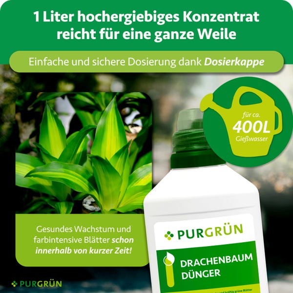 Flüssiger Drachenbaum Dünger von Purgrün in 1 Liter Flasche, Konzentrat für circa 400 Liter Gießwasser, mit Dosierkappe für gesundes Wachstum.