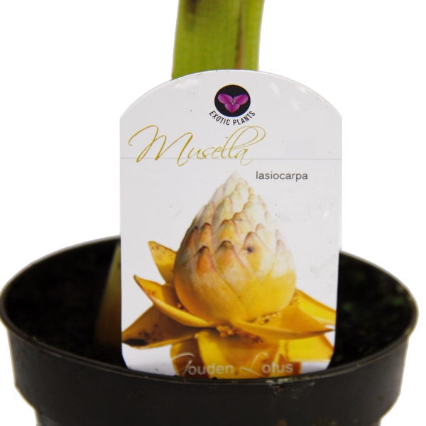 Winterharte Zierbanane - Musella lasiocarpa - Golden Lotus Banane - 12cm Topf