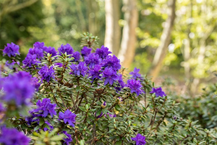 Rhododendron impeditum 'Azurika', Zwerg-Rhododendron, violettblau, 15–20 cm