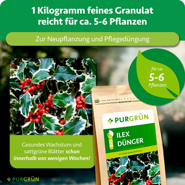 Purgrün Ilex Dünger für circa 5 bis 6 Pflanzen. 1 Kilogramm feines Granulat zur Neupflanzung und Pflegedüngung.