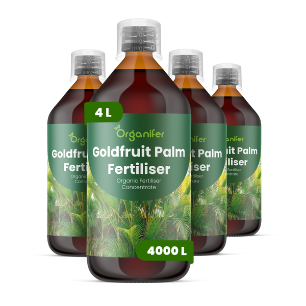 Organifer Goldfruit Palmendünger Konzentrat im 10 Liter Kanister, ausreichend für 10000 Quadratmeter.