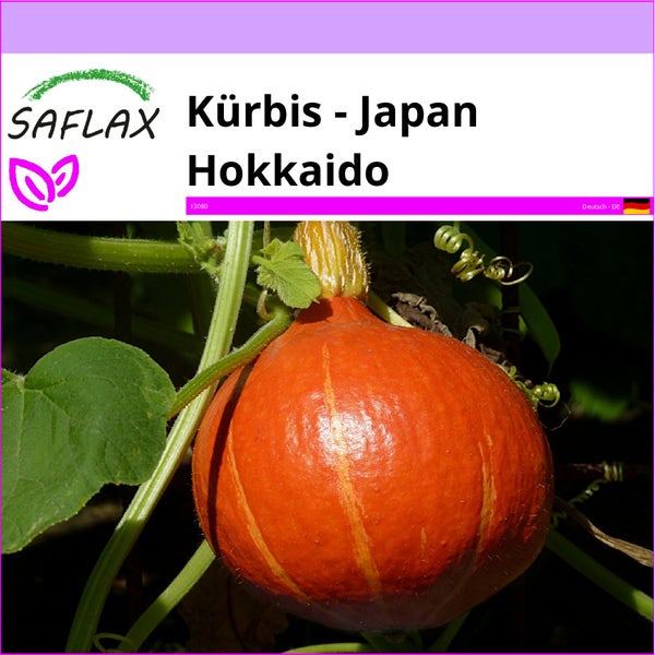 SAFLAX  - Kürbis - Japan Hokkaido - Cucurbita maxima - 10 Samen