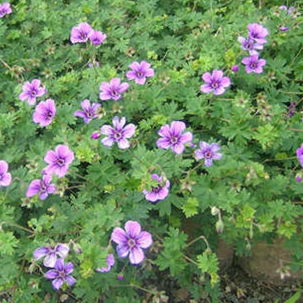 Blühender Storchschnabel im Garten