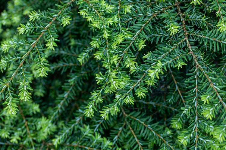 Tsuga canadensis 'Nana', Zwerg-Hemlocktanne, kompakt, 20–30 cm